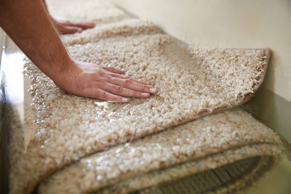 Carpet Cleaning Service in Sydney